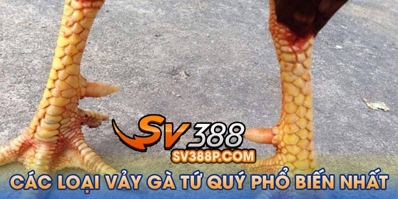 Các Loại Vảy Gà Tứ Quý Phổ Biến Nhất