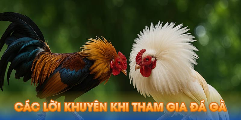 Các Lời Khuyên Khi Tham Gia Đá Gà SV388