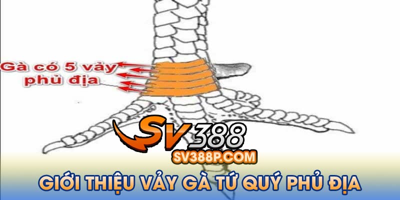 Giới thiệu sơ lược vảy gà tứ quý phủ địa