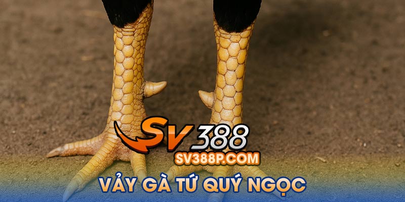 Vảy gà tứ quý bế